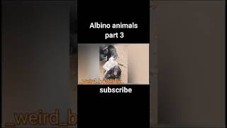 ALBINOANIMALS|வித்தியாசமான கண் கவரும் வெள்ளை நிற உயிரினங்கள் #shorts #factsintamil #shortsfeed