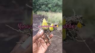 അധികമാരും എത്തപെടാത്ത അലവൂർപാറ #trending #nature #shorts #viral #travel #hillstation #reels #amboori