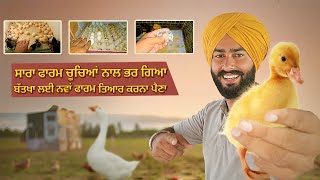 ਸਾਰਾ ਫਾਰਮ ਚੂਚਿਆਂ ਨਾਲ ਭਰ ਗਿਆ | ਬੱਤਖਾ ਲਈ ਨਵਾਂ ਫਾਰਮ ਤਿਆਰ ਕਰਨਾ ਪੈਣਾ | New Video Toor Farm