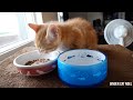 🇨🇦 impatient cat screams for food headphones required 밥을 달라