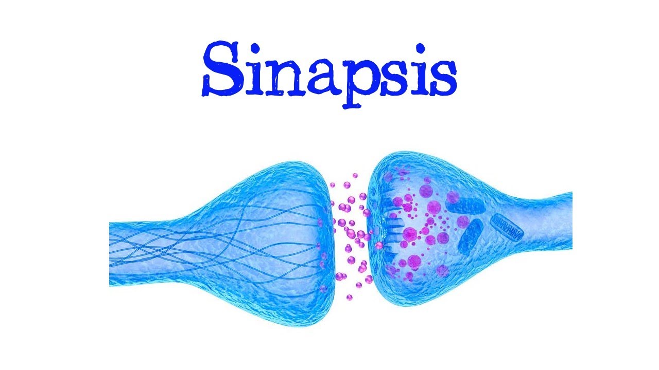 🧠 ¿Qué Es Sinapsis? 🧠 Tipos: Química Y Eléctrica ⚡️ [Fácil Y Rápido ...