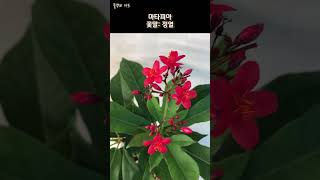 작고 예쁜 빨간색꽃/정열적인 마타피아 키우기 #shorts #식물키우기 #마타피아