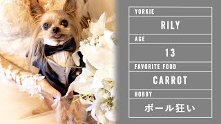 《結婚式オープニングムービー》ペットも一緒にご紹介！新郎新婦と可愛らしい愛犬を紹介する結婚式オープニングムービー