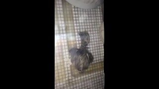 Silkie chick being born