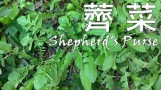 我用野生薺菜做出春天的料理  Capsella bursa-pastoris