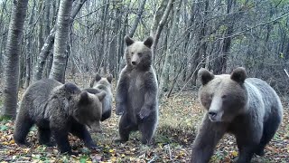 The most powerfull predator - The Brown Bear / english sub documentary