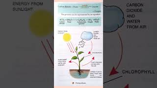 Process of Photosynthesis #shorts #ssc #biology #plants