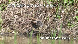 ハリオシギとチュウジシギ