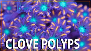 One of the MOST beautiful corals - Clove Polyps