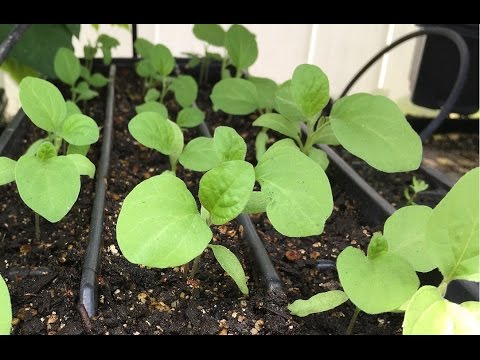 How to start eggplant seeds How to start eggplant seeds
