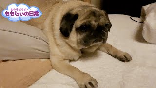 ベットで寝るパグ　天使の寝顔♪   The angelic sleeping face of Pug.