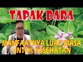 TAPAK DARA.................. MEMILIKI MANFAAT YANG LUAR BIASA UNTUK KESEHATAN