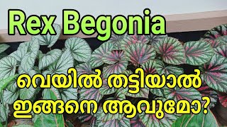 Begonia plants nte വേനൽ കാലത്തെ പരിചരണം