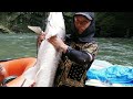 20 kg Monster Golden mahseer. Arunachal Pradesh