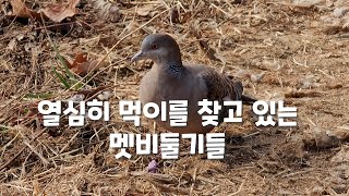 [4K] 열심히 먹이를 찾고 있는 문학산 멧비둘기 - Wild Pigeon is eagerly looking for food