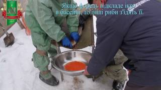 Микулинці Вирощування Форелі trout production