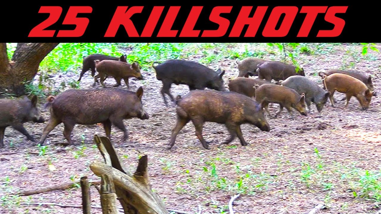 TOP 25 BEST HUNTING KILL SHOTS!! - YouTube