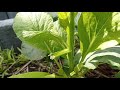 วิธีเก็บกวางตุ้งคะน้า ให้มีกินไปตลอด ไม่ต้องปลูกบ่อย ๆ how to harvest bok choi to regrow forever