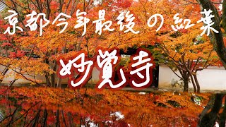 京都の今年最後の紅葉「妙覚寺」