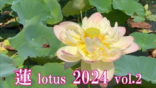 蓮 2024 vol 2　馬場花木園