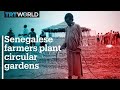 Senegalese farmers plant circular gardens