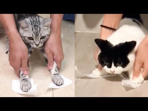 Why do cats not like tape on their feet?