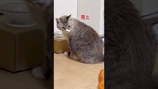 人参を使って猫をびっくりさせてみたら……