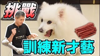 挑戰！訓練咪咪的新才藝『會成功嗎？？』