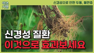 스트레스질환, 신경성질환, 화병, 불면증, 불안증, 현대인이 겪는 다양한 신경성질환에 딱맞는 약초 두 가지 소개합니다[약초방송]