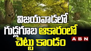 విజయవాడలో గుడ్లగూబ ఆకారంలో చెట్టు కాండం || Vijayawada Latest News Today || ABN Telugu