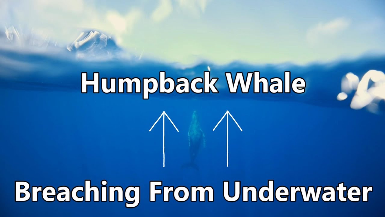 Humpback Whale Breaching From Underwater Youtube