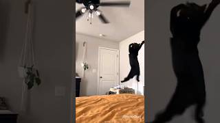 Lol With Funny Funny Funniest Cats। #funny #cats #lol #trending #viral