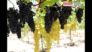 Valle Nuevo: Centro de Producción Frutícola de Tacna en el Distrito Gregorio  Albarracín Lanchipa