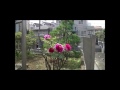 中尾観音堂　東京都板橋区徳丸2 20 10