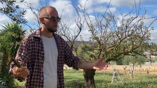 🍑 Alter Obstbaum: Verjüngungsschnitt - Streuobstwiese