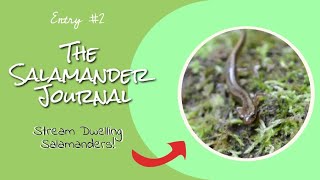 [The Salamander Journal #2]  Two Lined Salamanders!