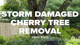 Storm Damaged Cherry Tree Removal Short