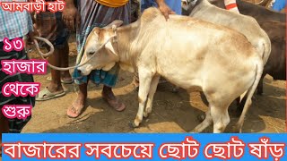 আজ ৩ মে সোমবার || ১৩ হাজার থেকে ২০ হাজারের মধ্যে ছোট ছোট ষাঁড়ের বাচ্চার দাম ||আমবাড়ী হাট||choto sher