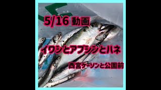 5/16イワシとアブシンとハネだ　西宮浜総合公園前など　フィッシングマックス芦屋店