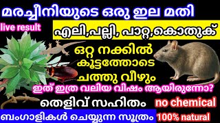 എലി പല്ലി പാറ്റ കൂട്ടത്തോടെ ചത്തു വീഴും ബംഗാളികൾ ചെയ്യുന്ന സൂത്രം/how to get rid of rat in our home