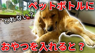 レトリバーのまるはおやつを上手く取れるのか？