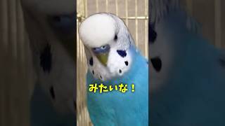 女子高生並みに「みたいな」を連発するインコ　#shorts