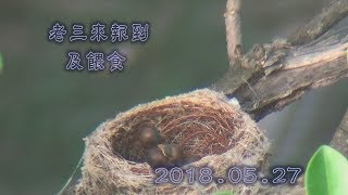 大卷尾 (2) 喜事連連 B D (2) 2018.05.27