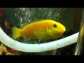 Yellow Electric Cichlid fish babies eggs in mouth