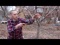 how to prune an apple tree