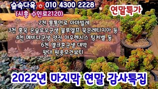 시흥숲속다육 2022년마지막 연말감사특집☆2천통통먼로 아마빌레부터 꽃이예쁜 큰왕대품 원종모건뷰티등 다양한 가격에서 금품종까지 소개succulents  plant 多肉植物