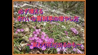 きれいな雪割草の増やし方