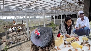 New Babies Were Born In Our New Farm / Fountain In The Outdoor Aviary.