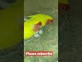 Beautiful Yellow Parrot Lay eggs