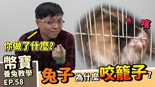 兔子為什麼會咬籠子？摔東西? 小心別被兔兔訓練｜不喜歡梳毛怎麼辦?｜幣寶養兔教學系列 EP 58｜ChamKnows【冠軍知道】